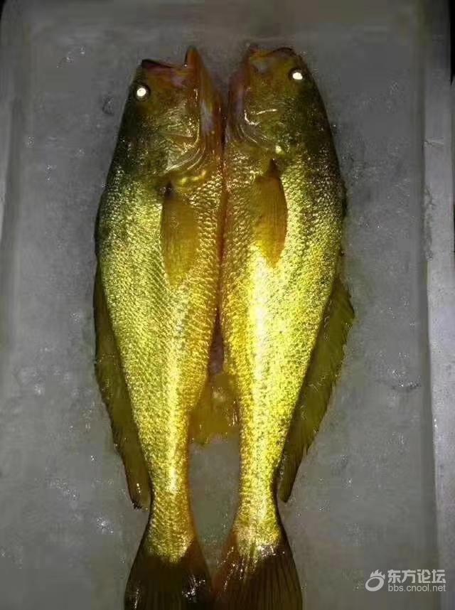 活蹦乱跳的野生黄鱼!有视频~
