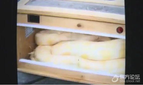 吓坏!熊孩子用压岁钱在网上买了这个,父母收快递差点吓疯