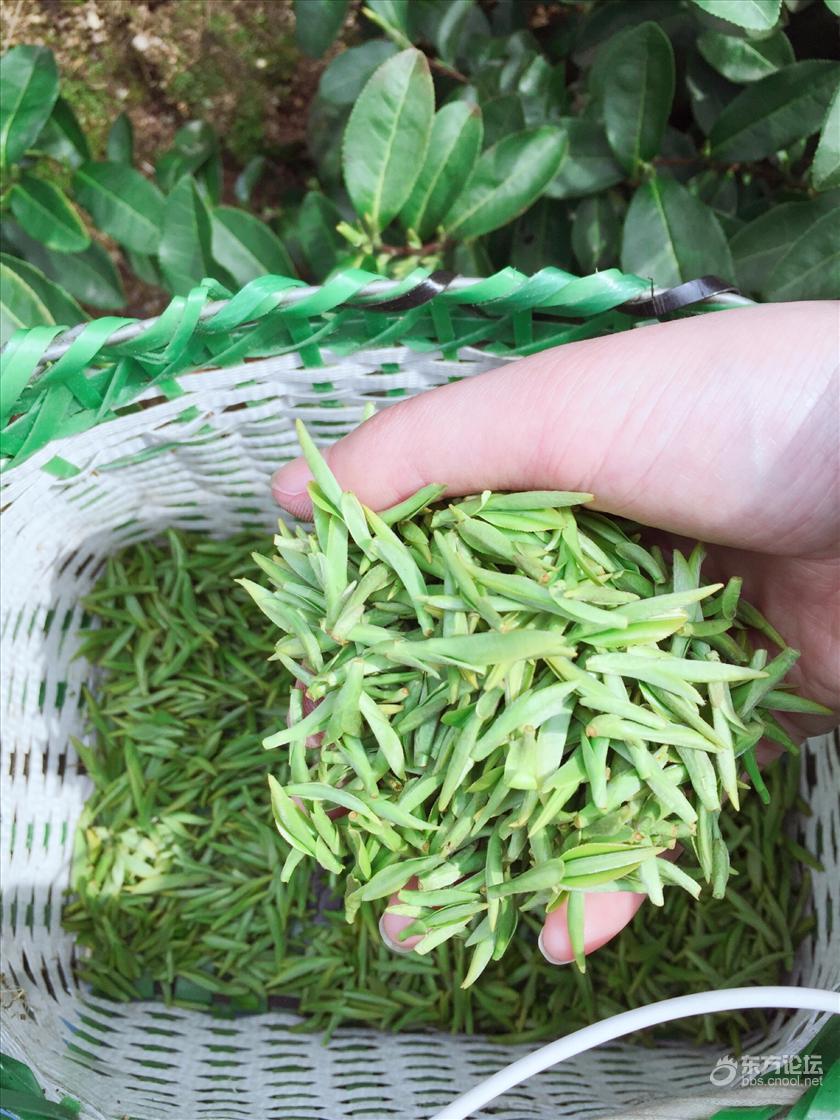 这样的天气,体验一把采茶活动,太惬意
