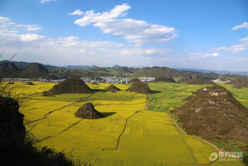 這地方的油菜花也是一大奇景,比比寧波的怎么樣?