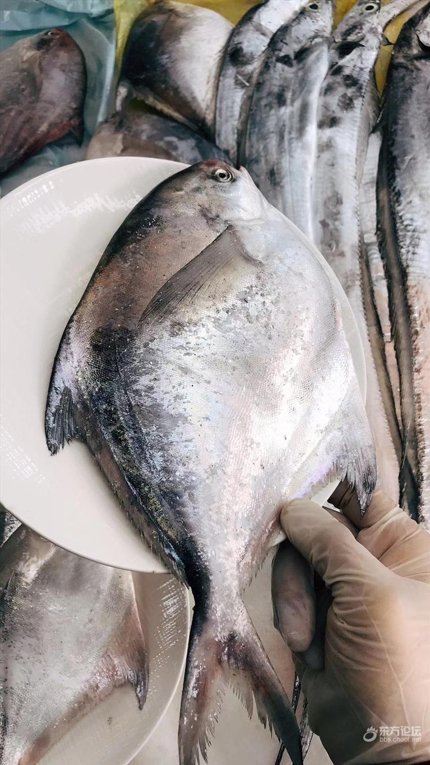 哇喔全鱗大鯧鯿魚象山港藍點馬鮫魚大米魚