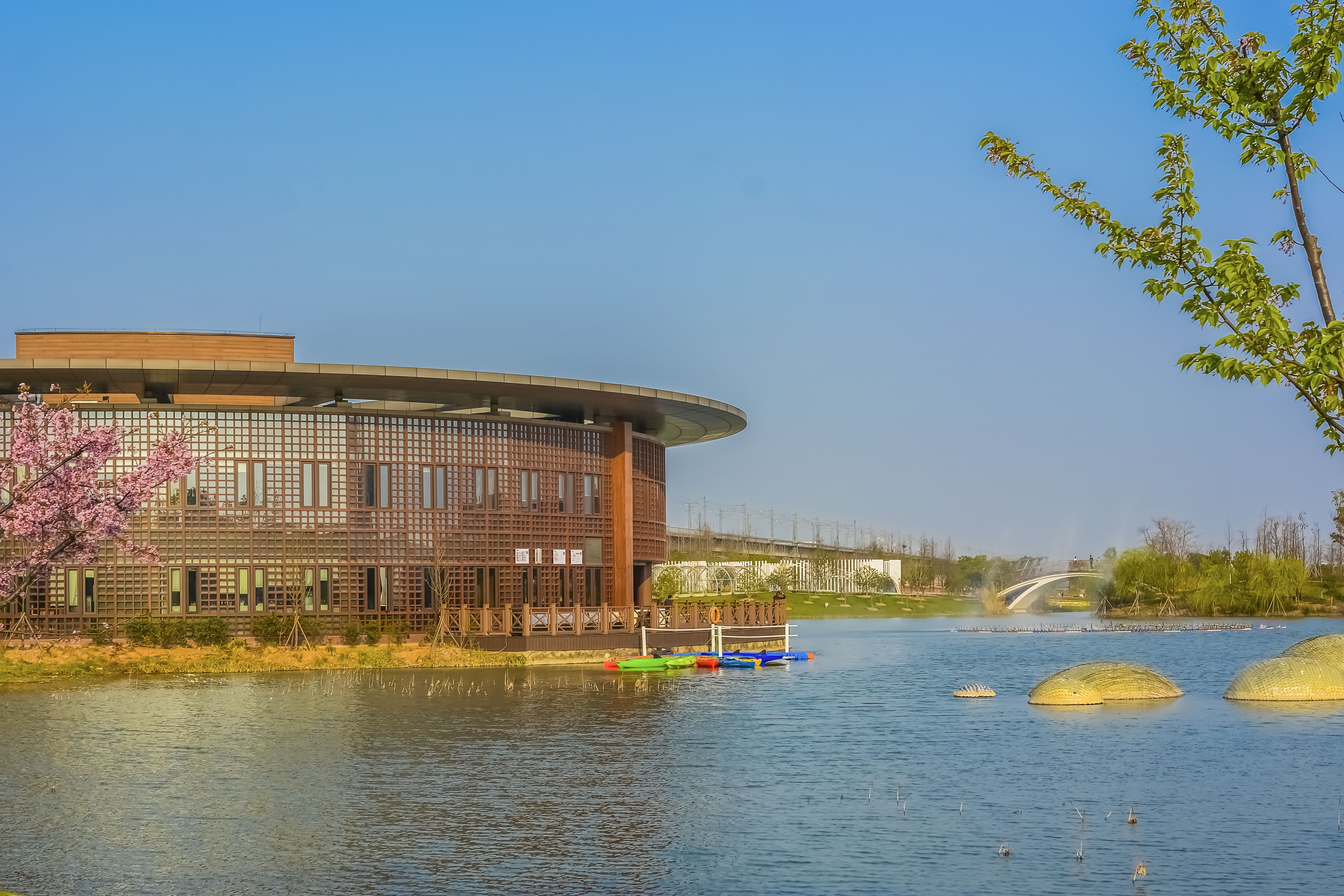 甬城随拍 镇海 风景摄影 玩在宁波 植物园樱花季  [复制] 阅读[ 3852