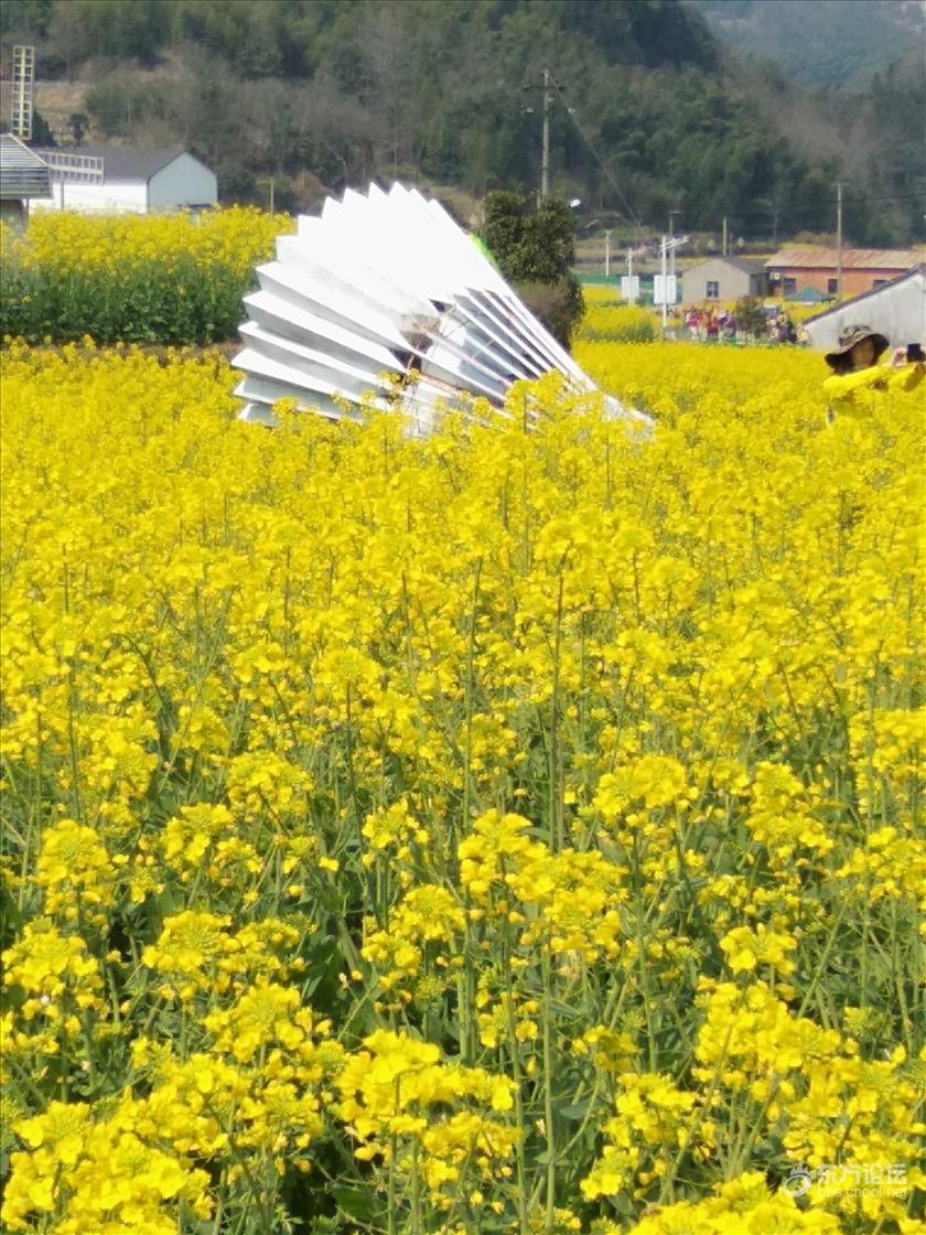这里简直是宁波的?#33041;矗?#22825;?#31471;?#28165;,菜花金黄,美!