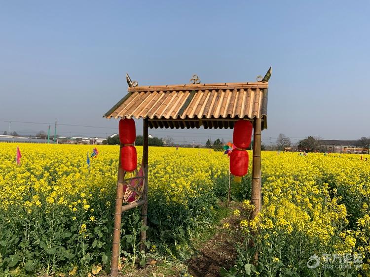 海曙集士港,有个开满油菜花的村庄!