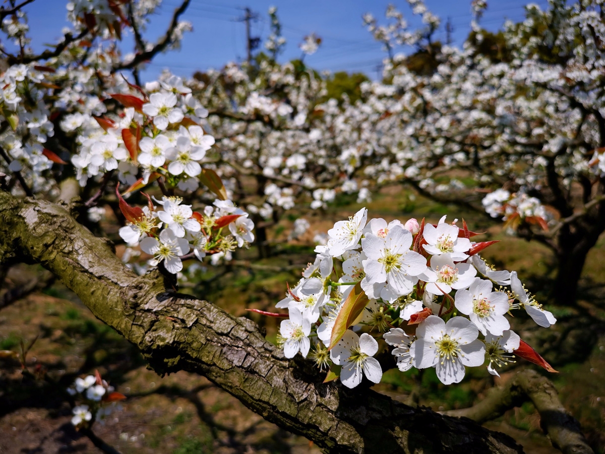自驾游 单休游走 玩在宁波 风景摄影 ==迟来的春天--梨花又开放(光明