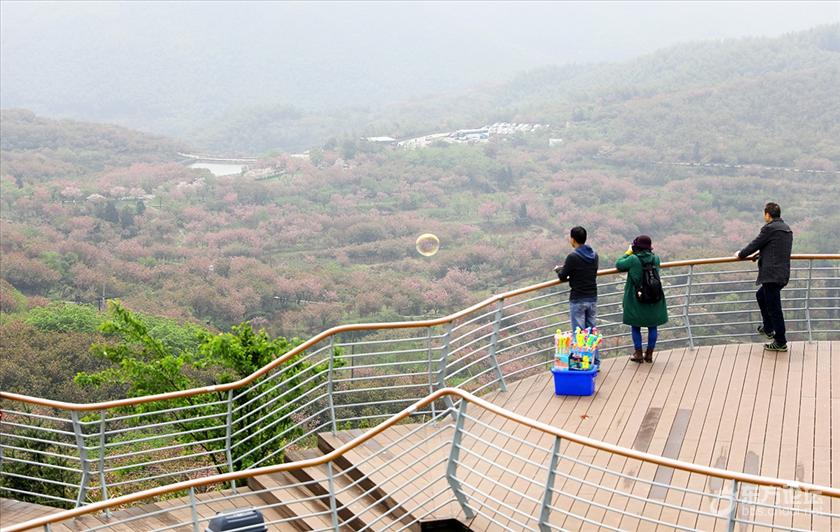 寧波觀景平臺系列之九四明山心的櫻花園追櫻足夠