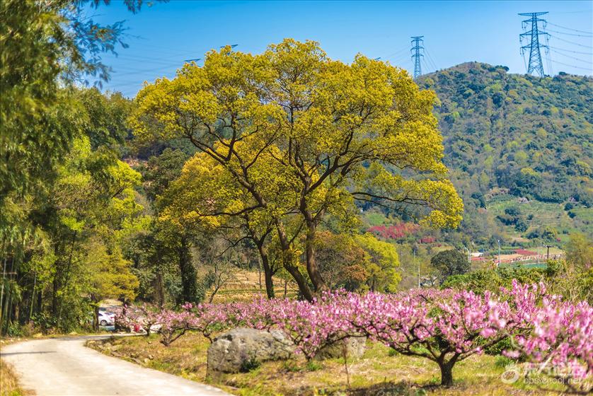 桃花之旅——宁波大岭下村 [复制]