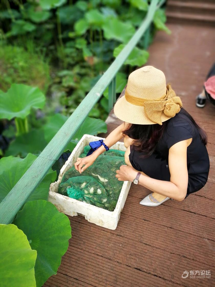 河里放生见多了,荷花池的见过吗?
