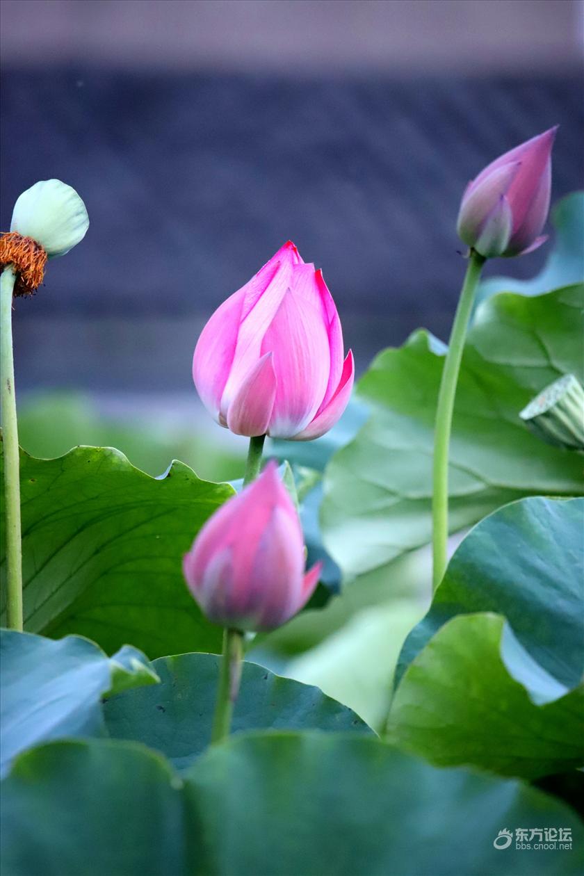 荷花横街这里最漂亮