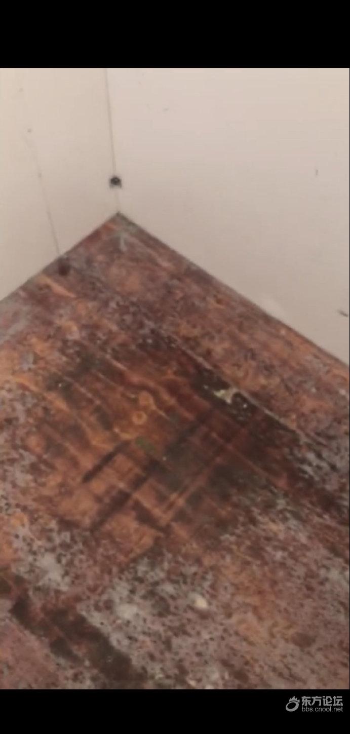 这家房产又变成水帘洞,台风天地下室也发大水了……