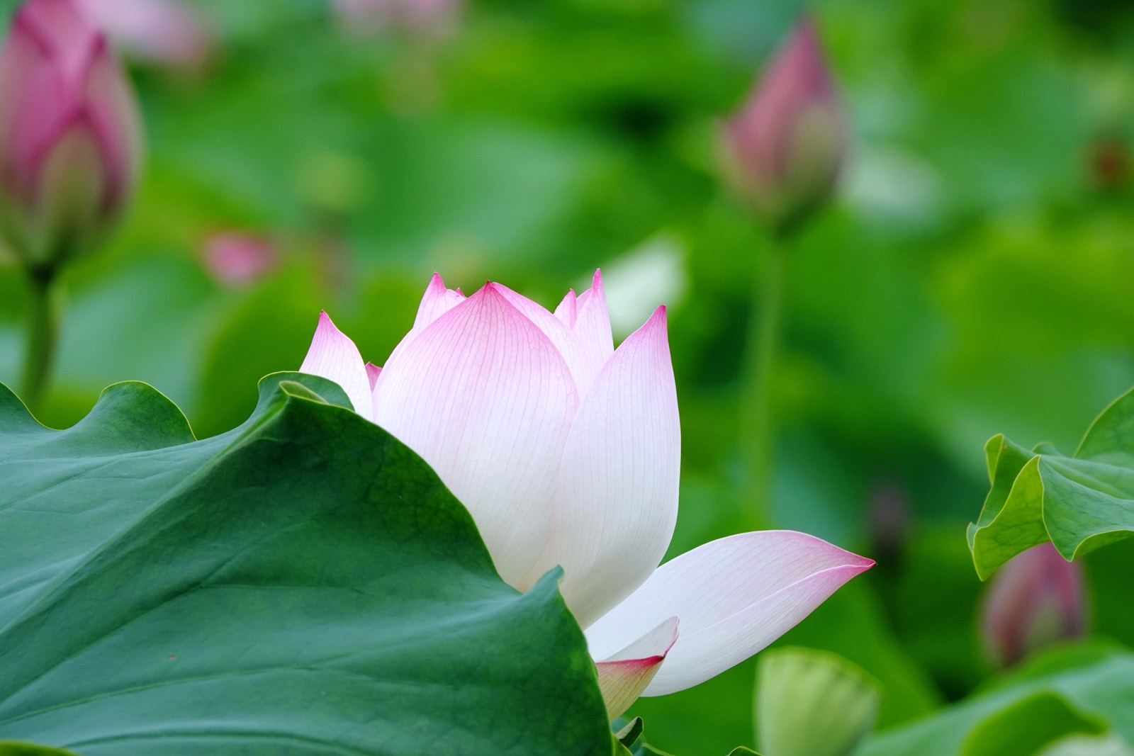 夏荷- - 新 后屠 桥村!