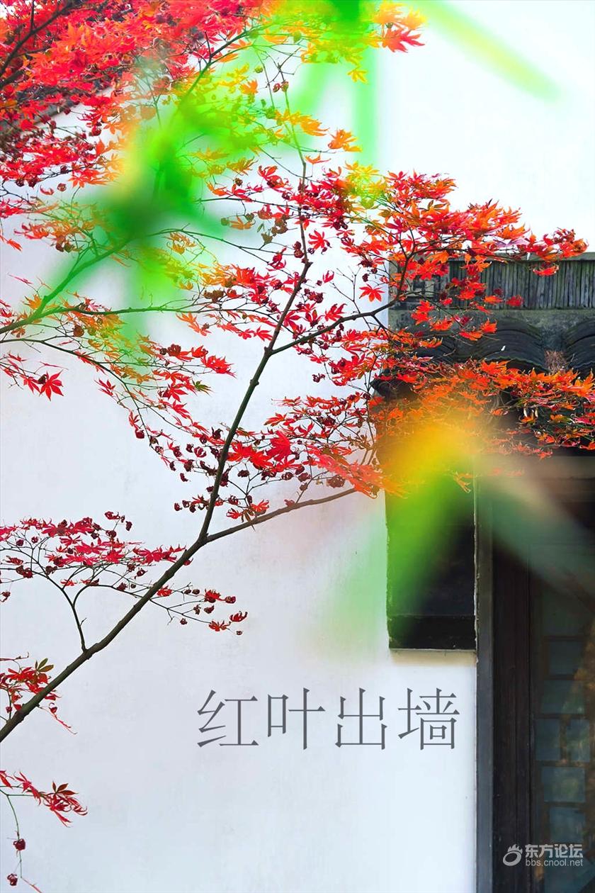 秋风萧瑟红叶残 东论东方热线 东方论坛 宁波论坛 家长里短写你我身边事