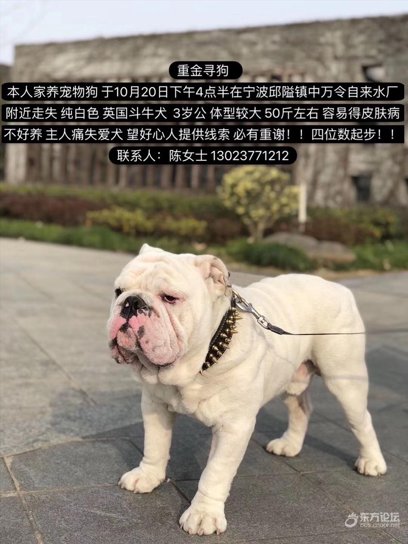 寻找一条白色英国斗牛犬,提供线索四位数酬金准备