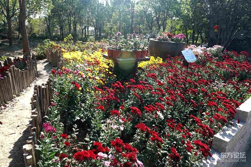 奉化也有个菊花展,看了菊花,还领略溪口民国风情街