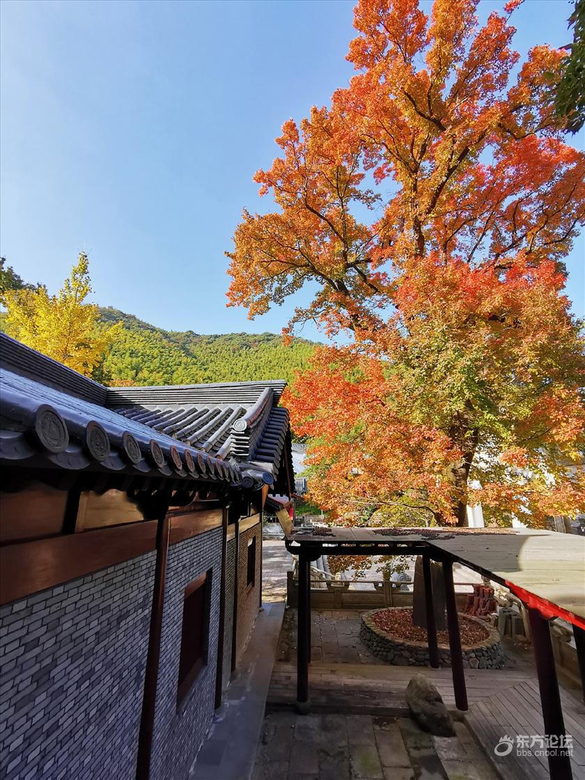 最爱这金峨寺的千年枫情