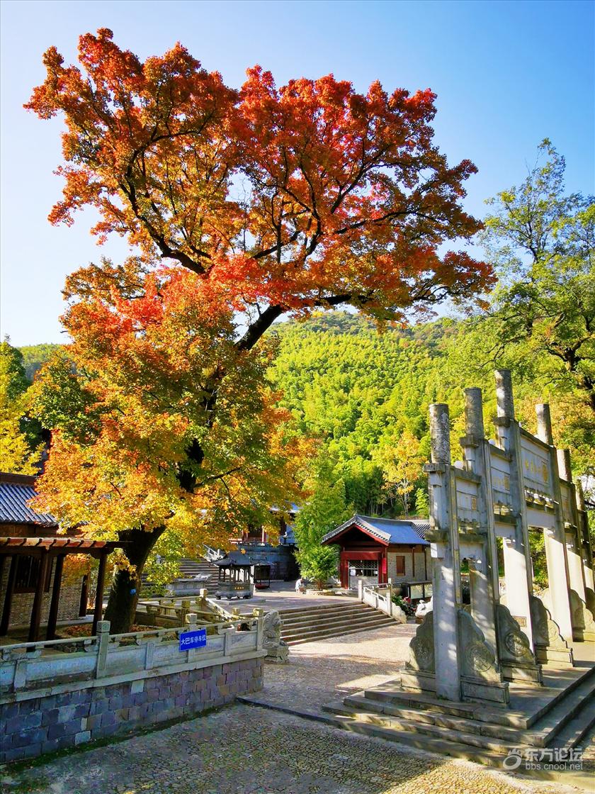 最爱这金峨寺的千年枫情