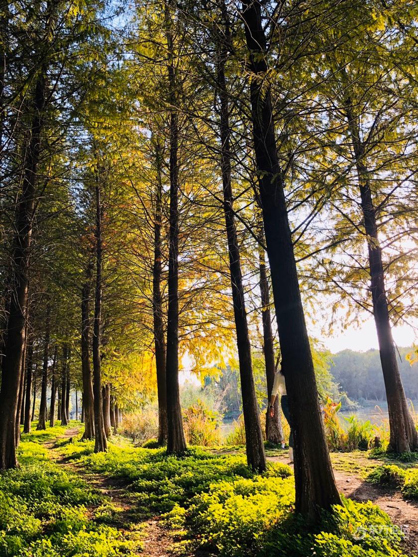 慈城水杉林 已经红了- 东论 东方热线·东方论坛-宁波论坛——家长里