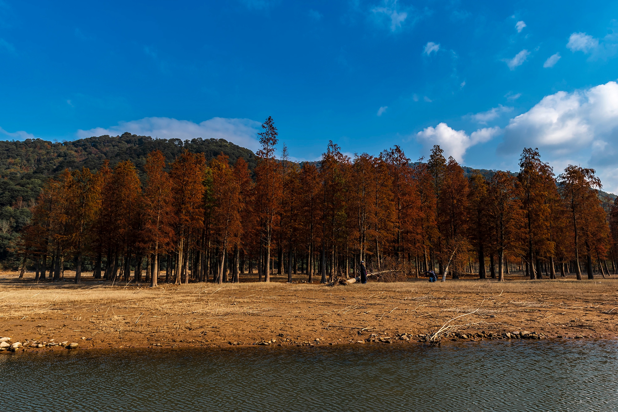 三溪浦水库红杉林 [复制]