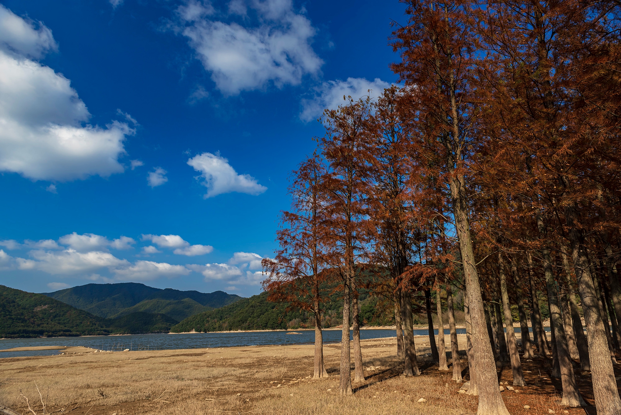 三溪浦水库红杉林 [复制]
