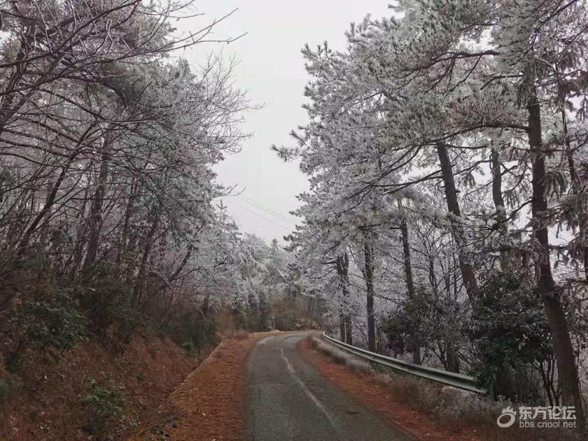 这个冬天,四明山的雾凇美极了!商量岗的雪也来了
