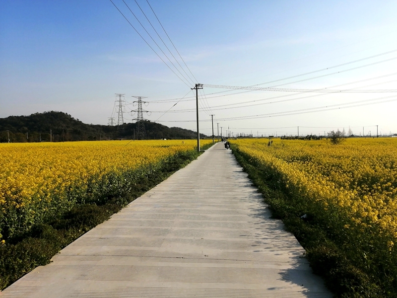 这片油菜花美得耀眼,却藏在深处无人知,离市区也近