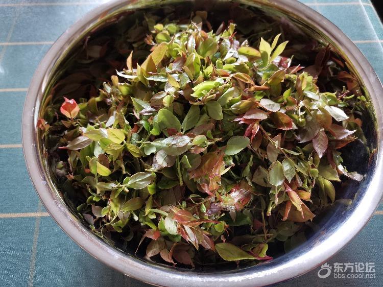 有点神奇,这个叶子和糯米一起能煮出黑饭!厉害了