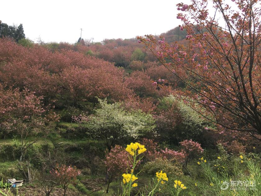 今天去四明山,发现一个樱花谷!预计下周全面盛开