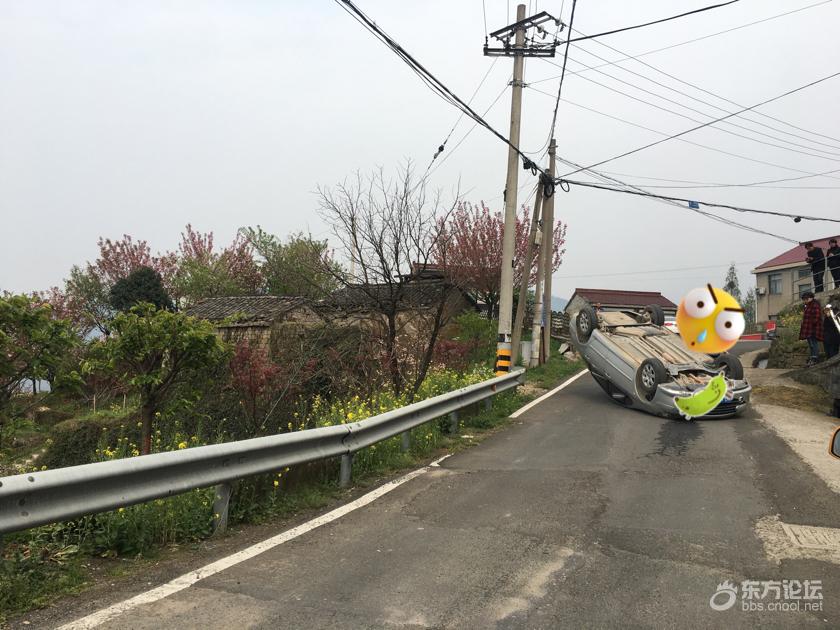 去四明山看樱花,回来看到它“四脚朝天”!
