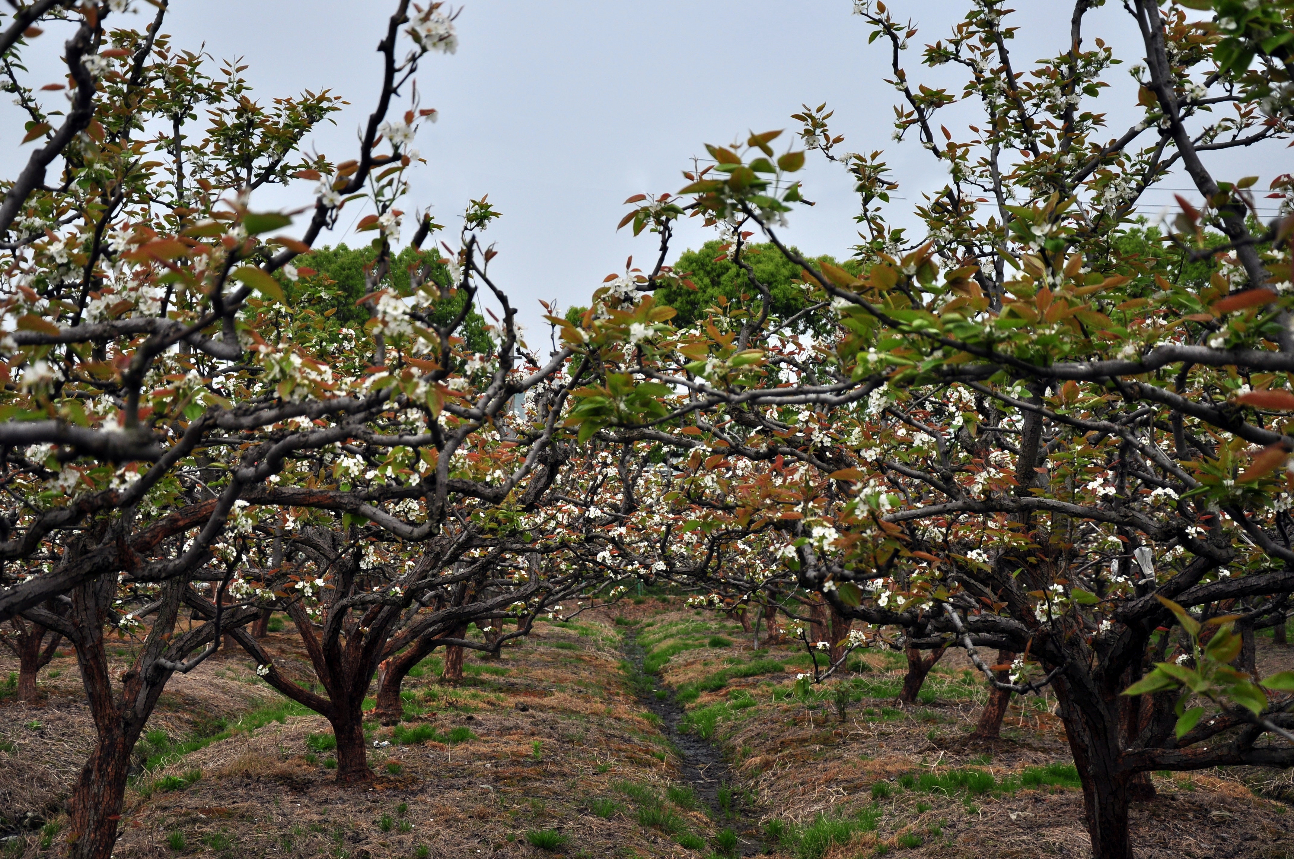 镇海光明村梨花