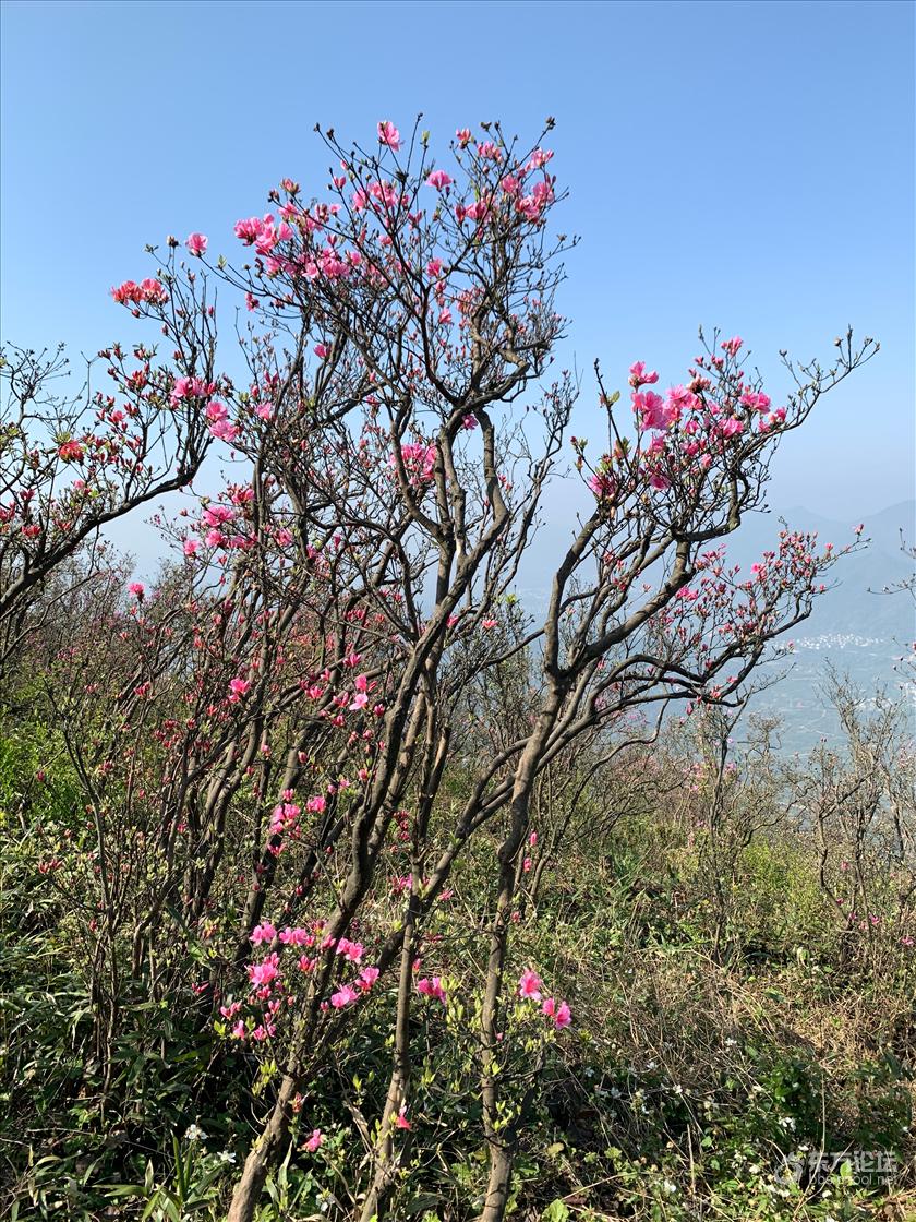 奉化金峨山杜鹃花花期图片