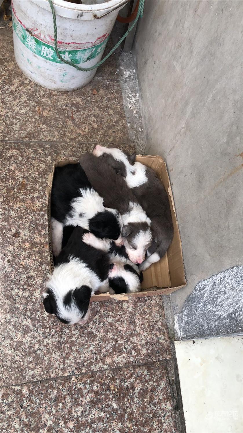 出售家养边境牧羊犬