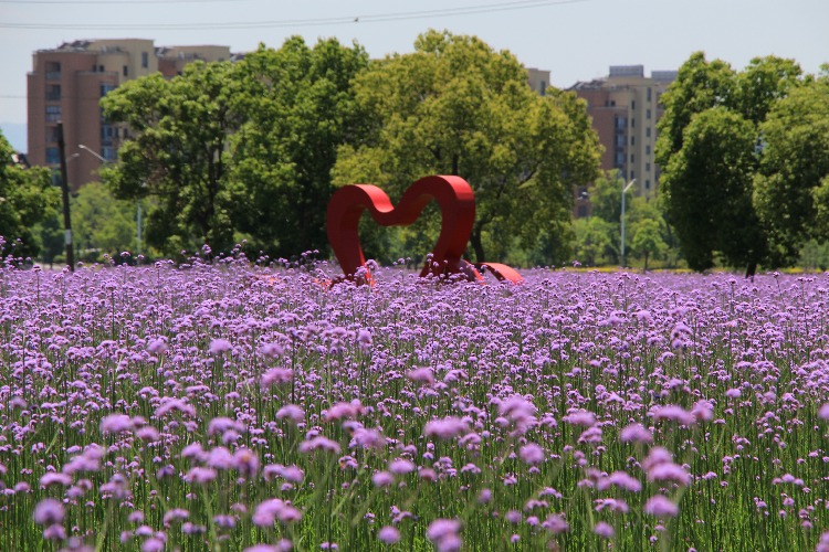 隐藏在慈城新城的一片汪洋花海