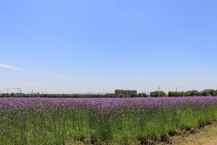 隐藏在慈城新城的一片汪洋花海