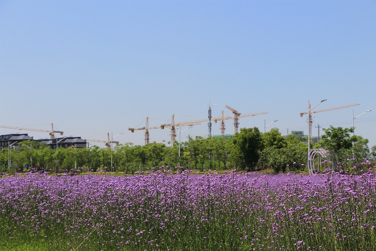 隐藏在慈城新城的一片汪洋花海
