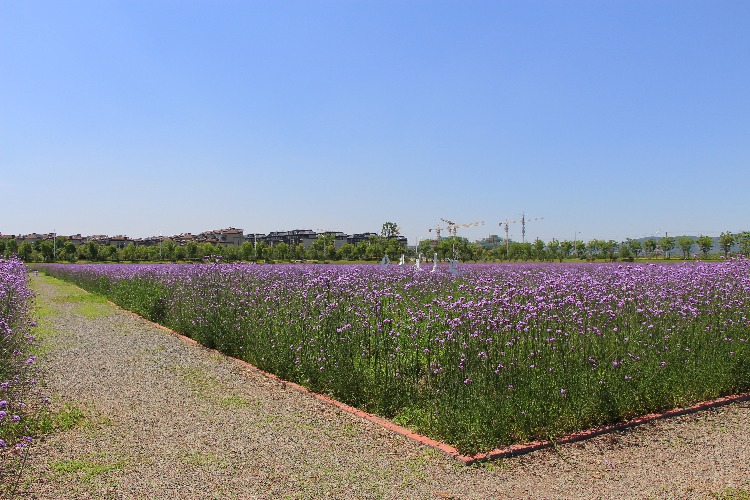 隐藏在慈城新城的一片汪洋花海