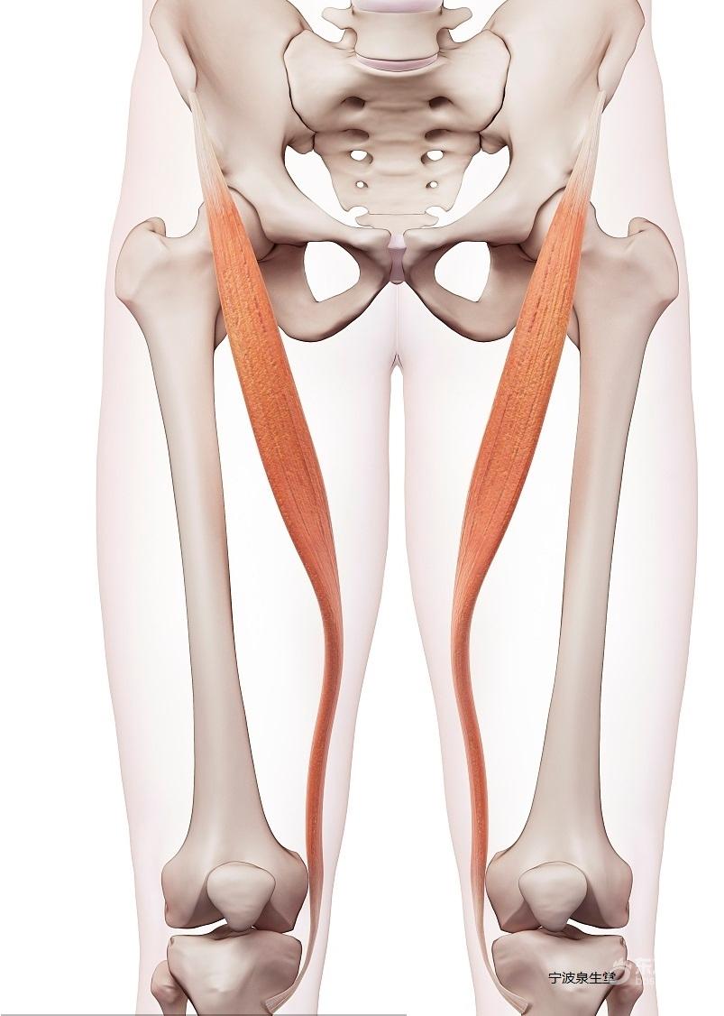 髋关节的运动韧带和肌肉宁波整脊