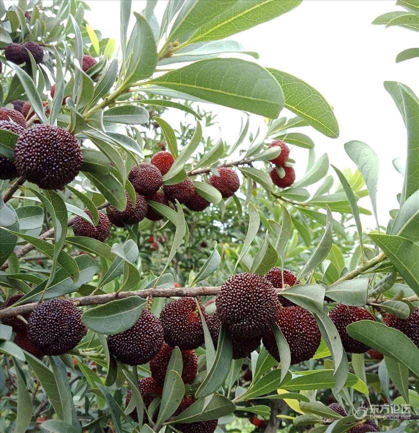 慈溪杨梅熟了,摘杨梅山在哪里,提前预定有优惠