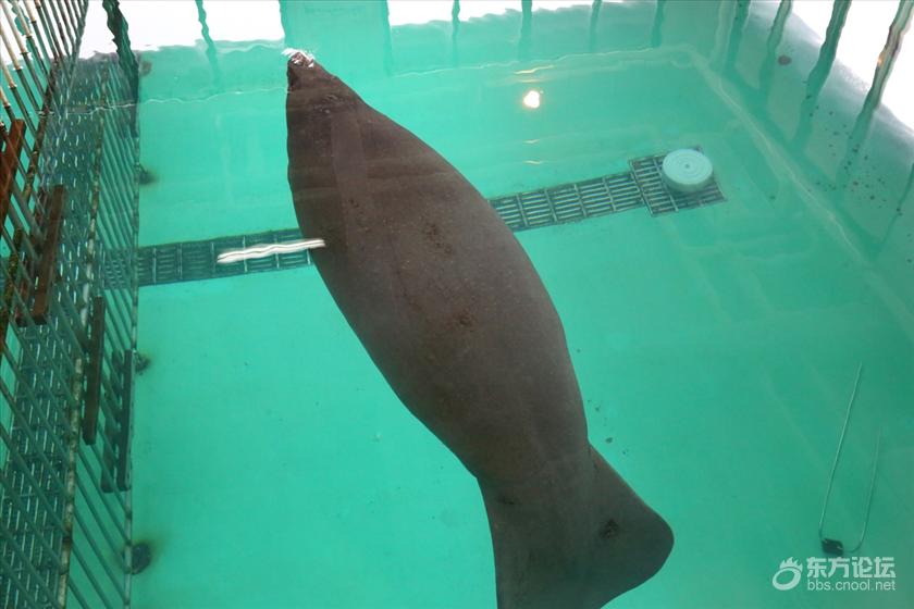 哇 快看 魔鬼鱼来了