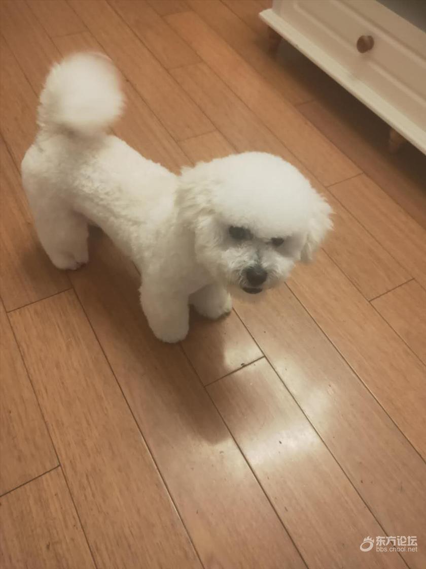 小比熊 年龄1岁 送养 东论东方热线 东方论坛 宁波论坛 家长里短写你我身边事