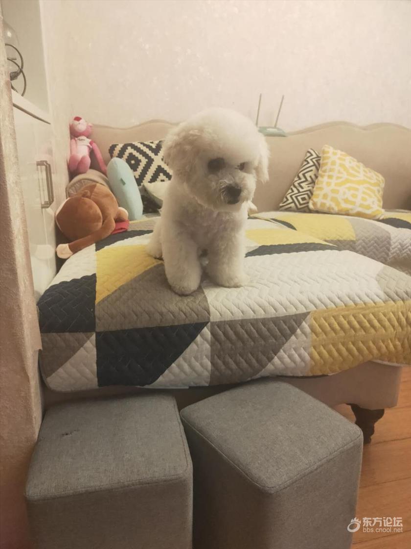 小比熊 年龄1岁 送养 东论东方热线 东方论坛 宁波论坛 家长里短写你我身边事