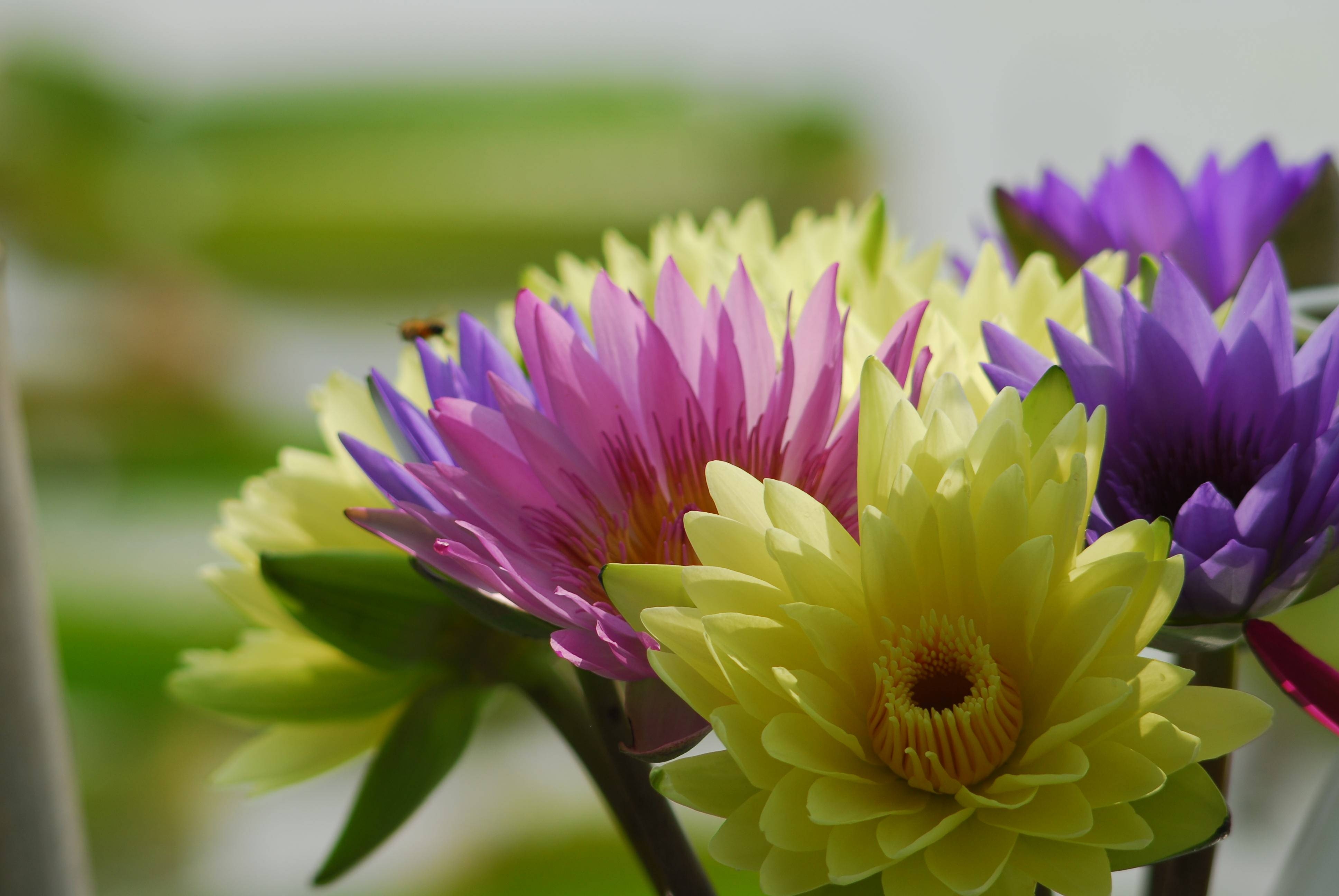 香艳的香水莲- 东论 东方热线·东方论坛-宁波论坛——家长里短写你我