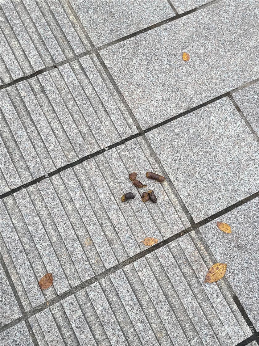 恶心的女人连狗屎都不如- 东论 东方热线·东方论坛-宁波论坛——家长