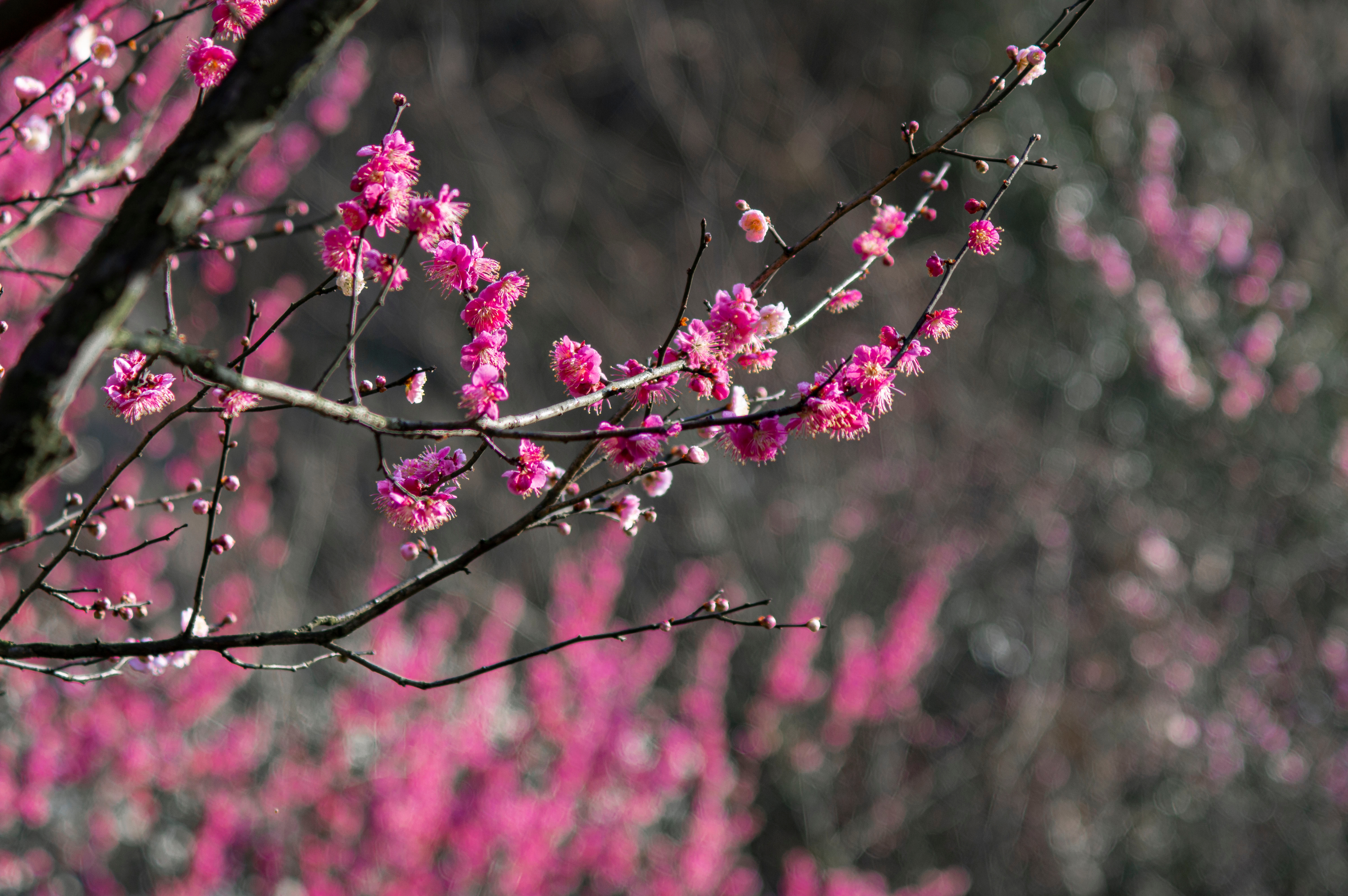 红梅迎春归复制
