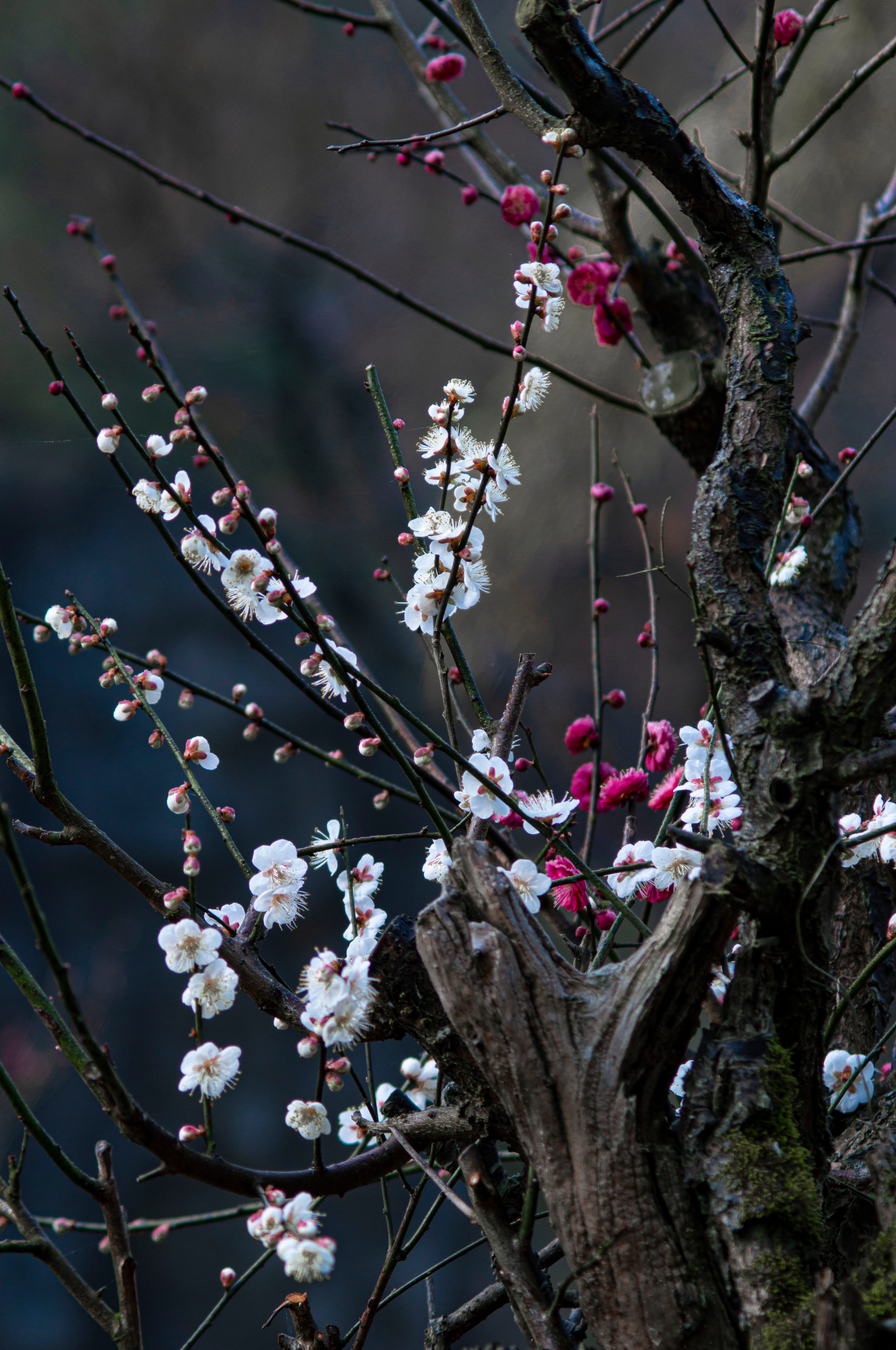 红梅迎春归复制