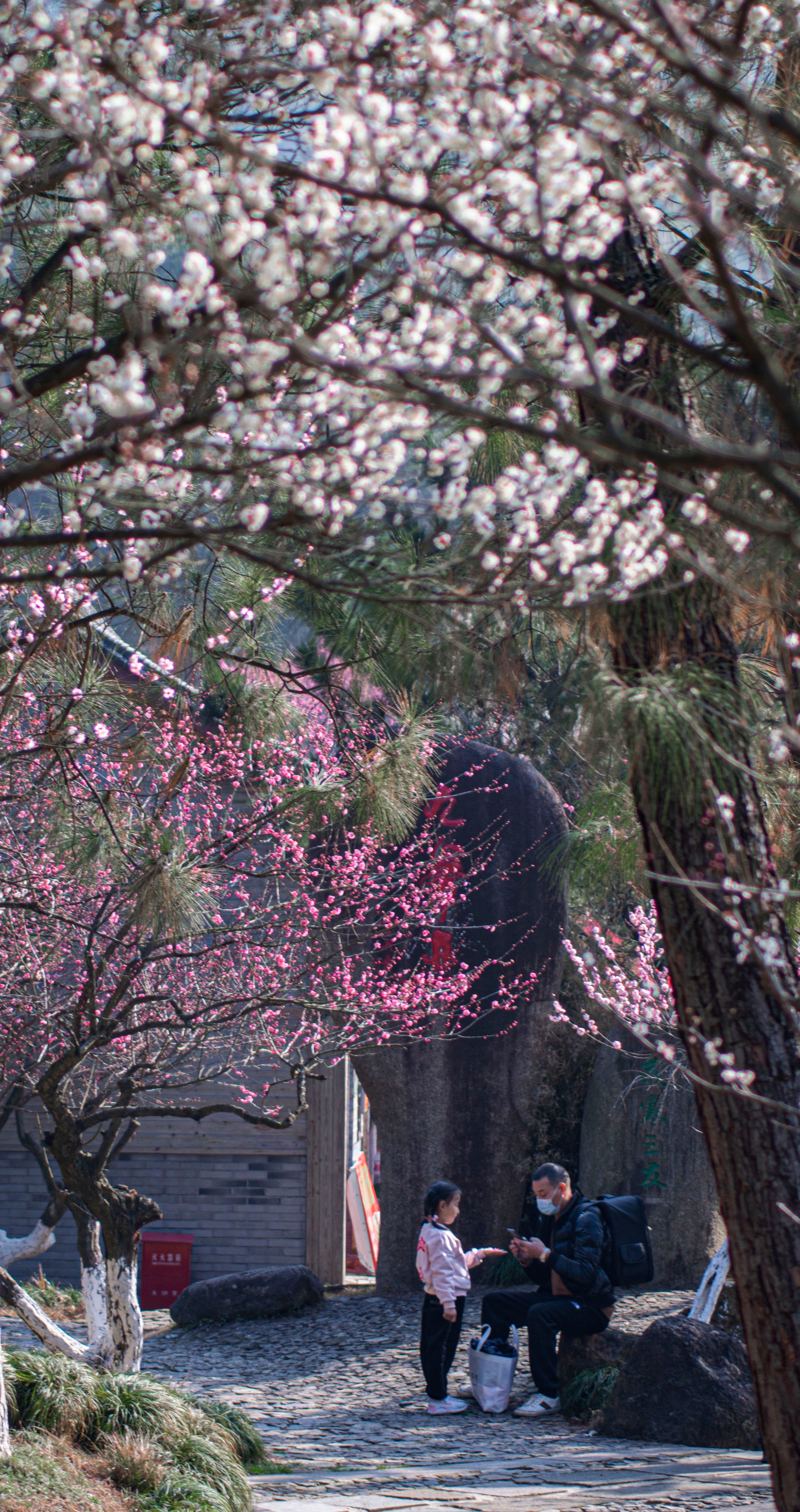 红梅迎春归复制