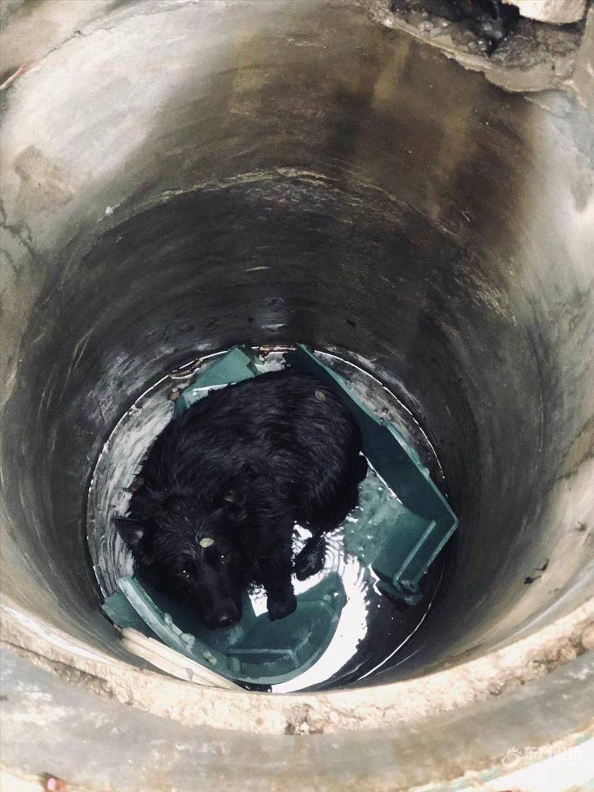 狗狗掉进了下水道井里求救