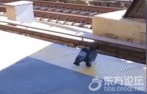 还有这种事?国外网友拍到两只鸽子合力“谋杀”同伴