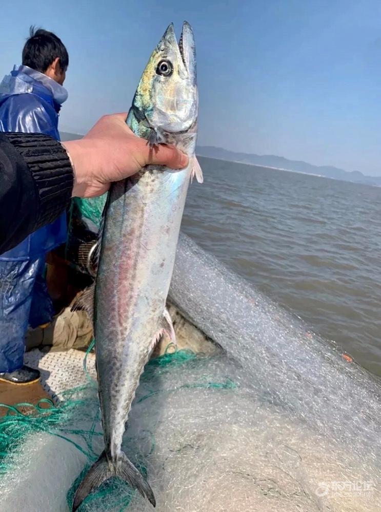 这季餐桌上最美味的春天使者䲠鯃