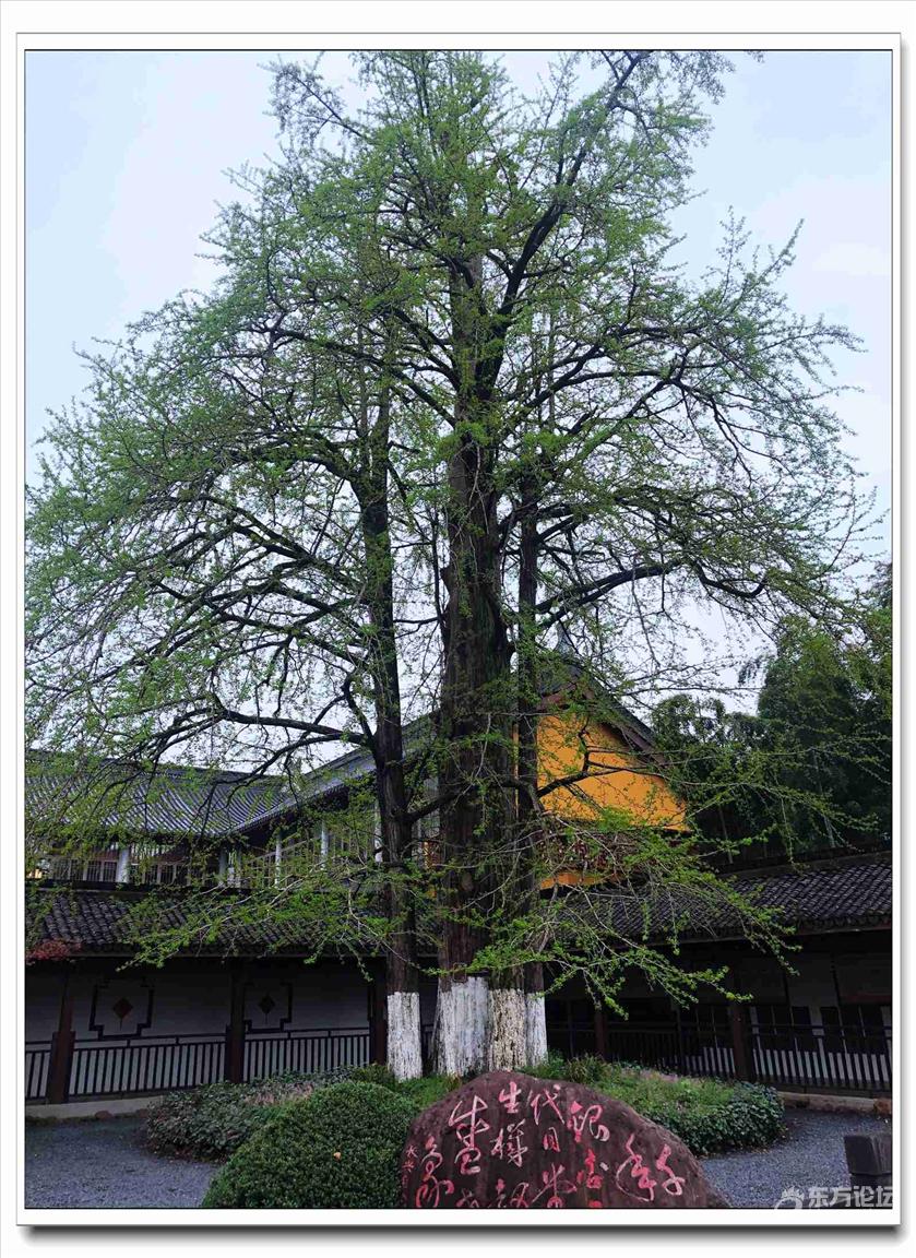 千年银杏伴古寺五代同堂显生机