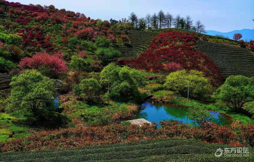 四明山櫻花94盛開,賞花踏青正當時- 東論 東方熱線·東方論壇-寧波